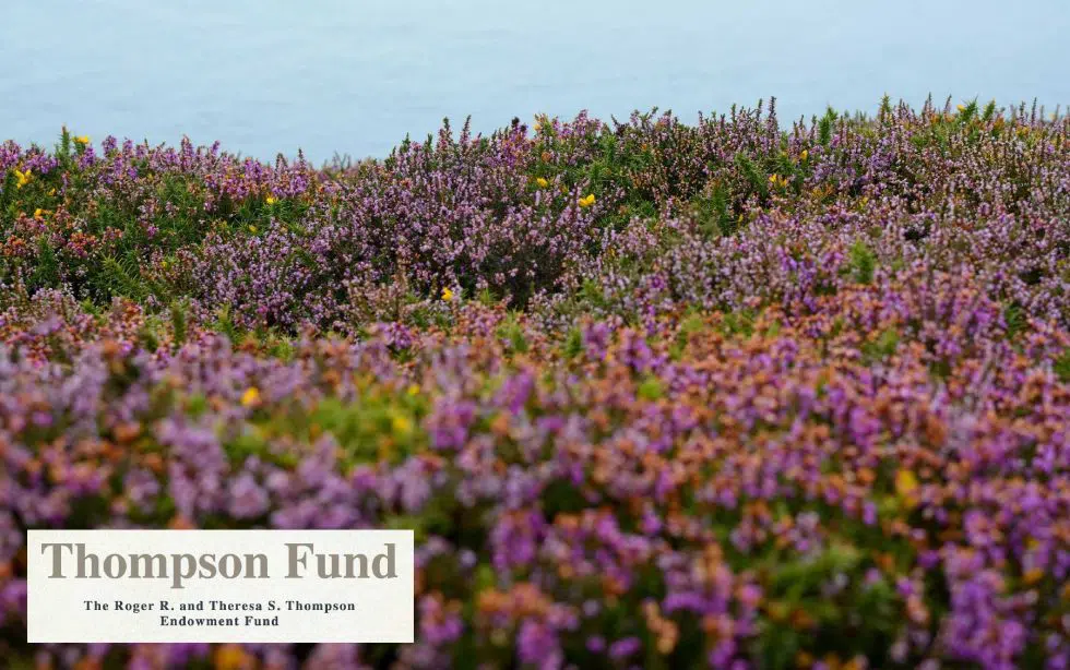 Thompson Fund logo with a field of lavender