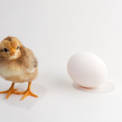 small chick next to an egg