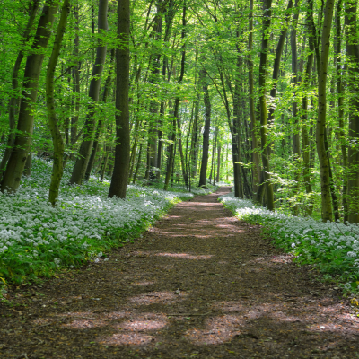 outdoor trail