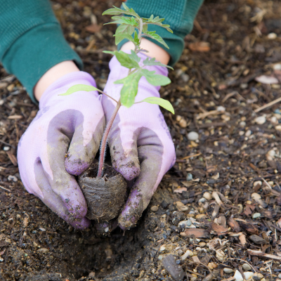 hands with gardening gloves on planting a plant into the ground