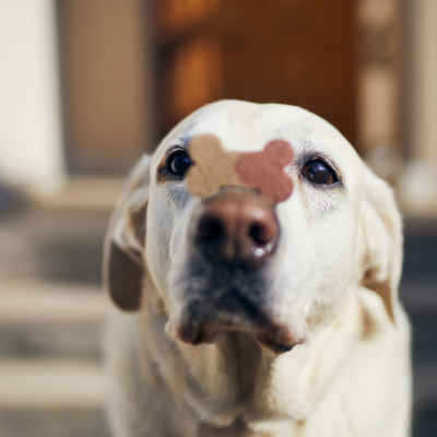 yellow lab with a treat on its nose