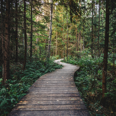 a trail in a forest