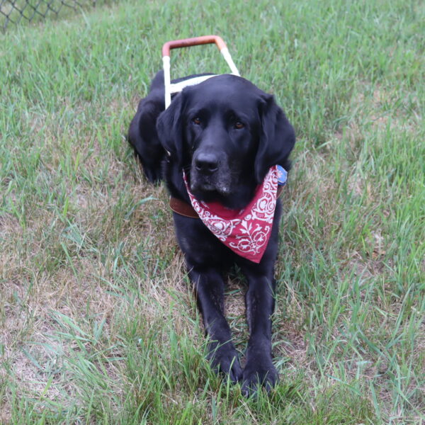 Swirl laying in the grass, wearing his harness and a spiffy bandana.