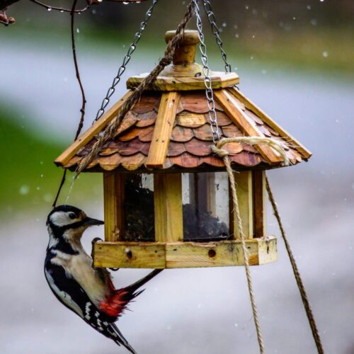 A woodpecker eats from a wooden bird feeder in the snow.