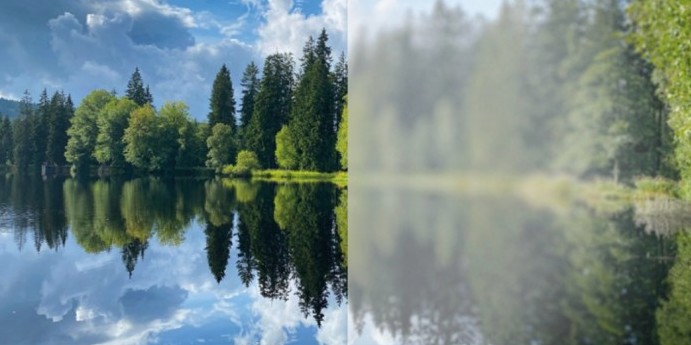 Trees along a body of water - the left half is depicted with clear vision, the right half is depicted with cataract