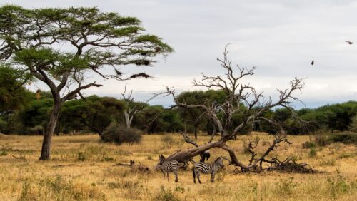 Two zebras grazing on the plains of Tanzania.